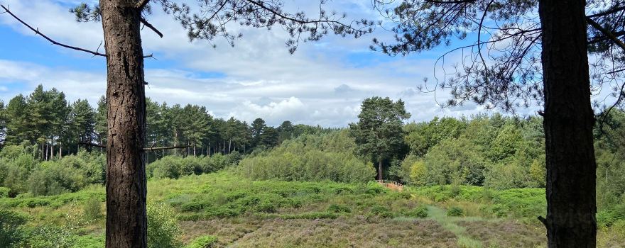 Go Ape Delamere