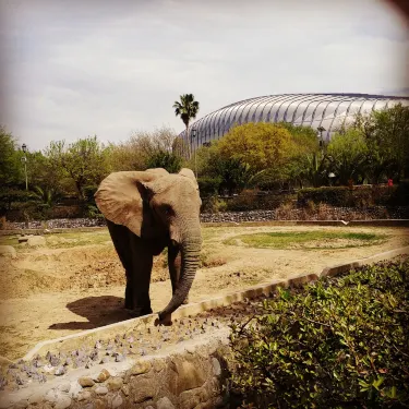 Parque Zoologico La Pastora Guadalupe otelleri