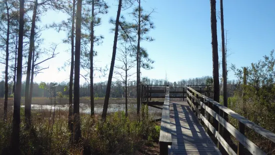 Withlacoochee State Forest - Johnson Pond Recreational Trailhead