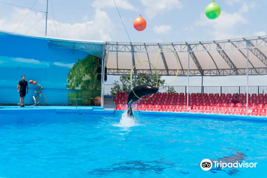 Dolphinarium Nemo