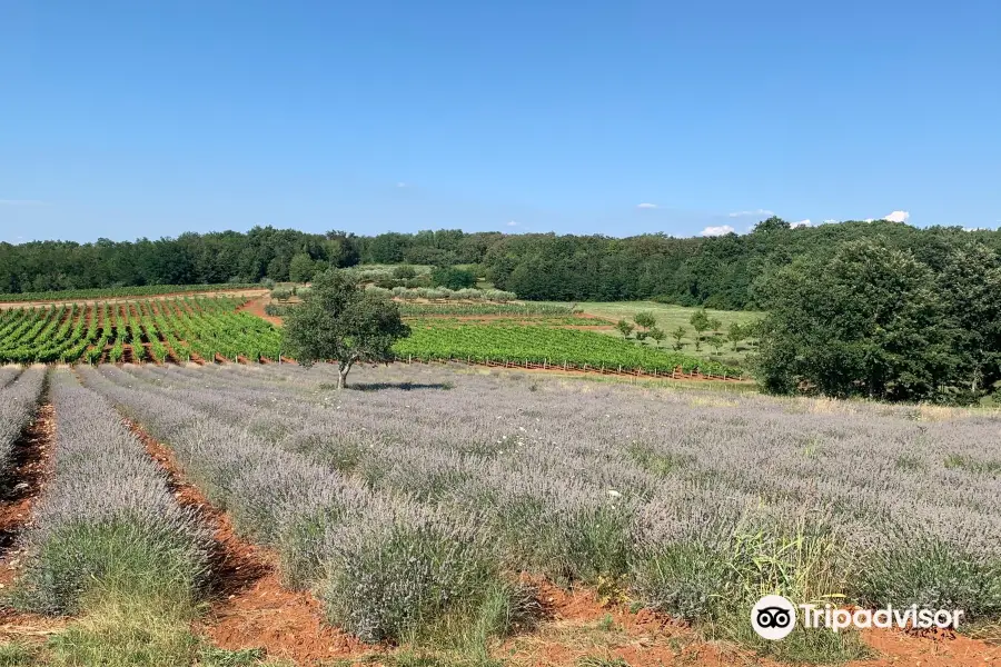 Lavanda Deklevi