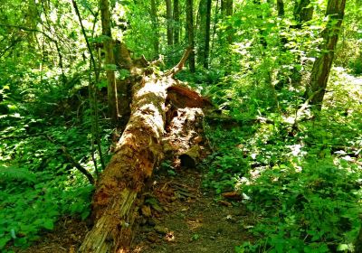 Mount Talbert Nature Park