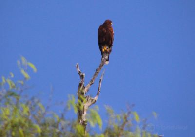 World Birding Center