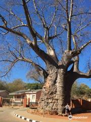 Boab Prison Tree