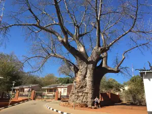 Boab Prison Tree