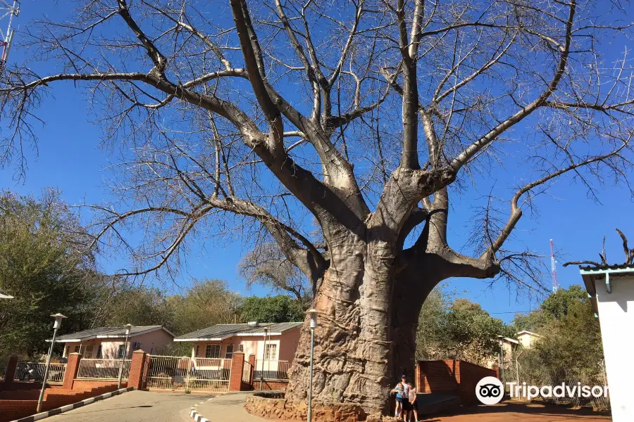 Boab Prison Tree