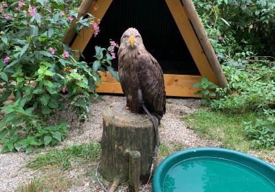 Greifvogelpark Grafenwiesen