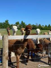 Lane House Alpaca Farm