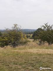 Wytham Woods