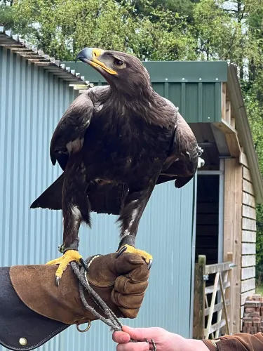 Strathblane Falconry
