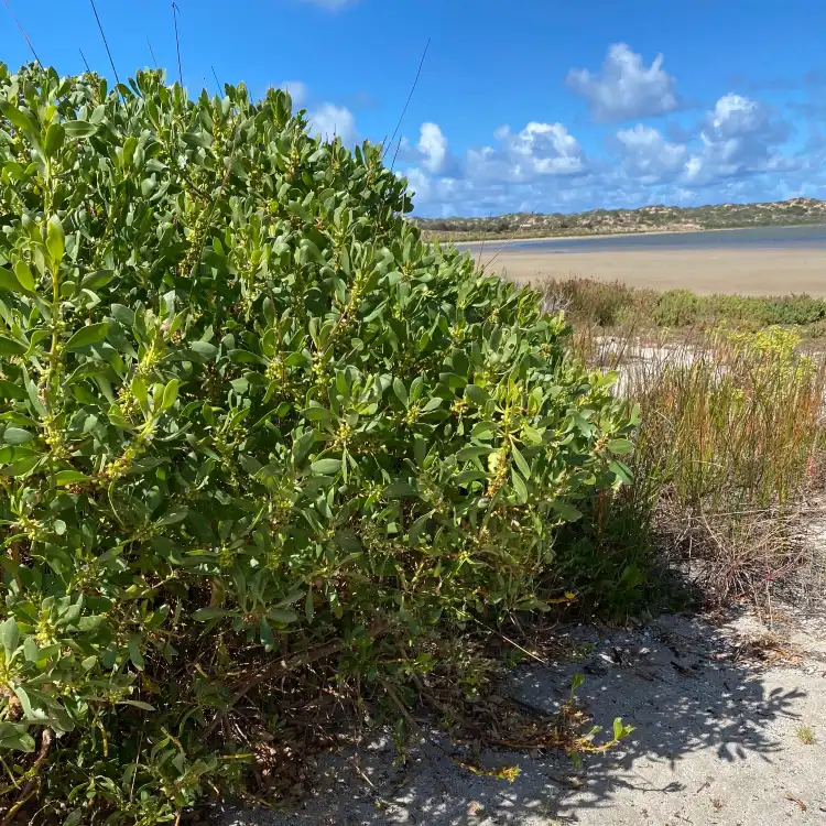 Hotel di Coorong