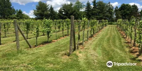 Connecticut Valley Winery