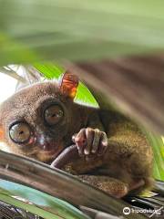 Tarsier Conservation Area