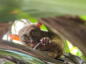 Bohol Tarsier Conservation Area