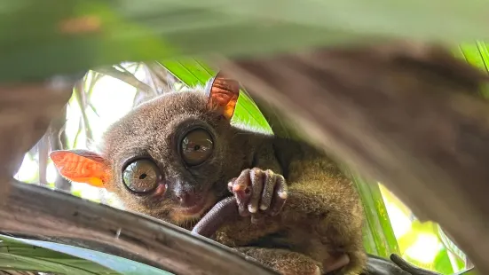 Bohol Tarsier Conservation Area