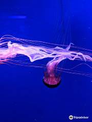 Museum of Jellyfish