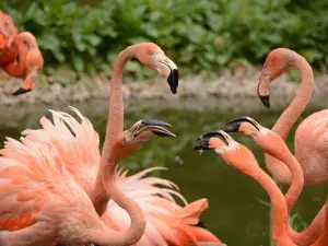 Amerika Tierpark