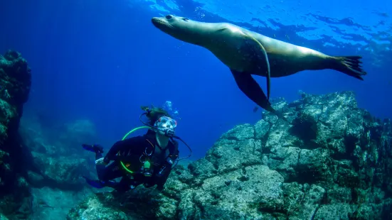 Buceo Carey