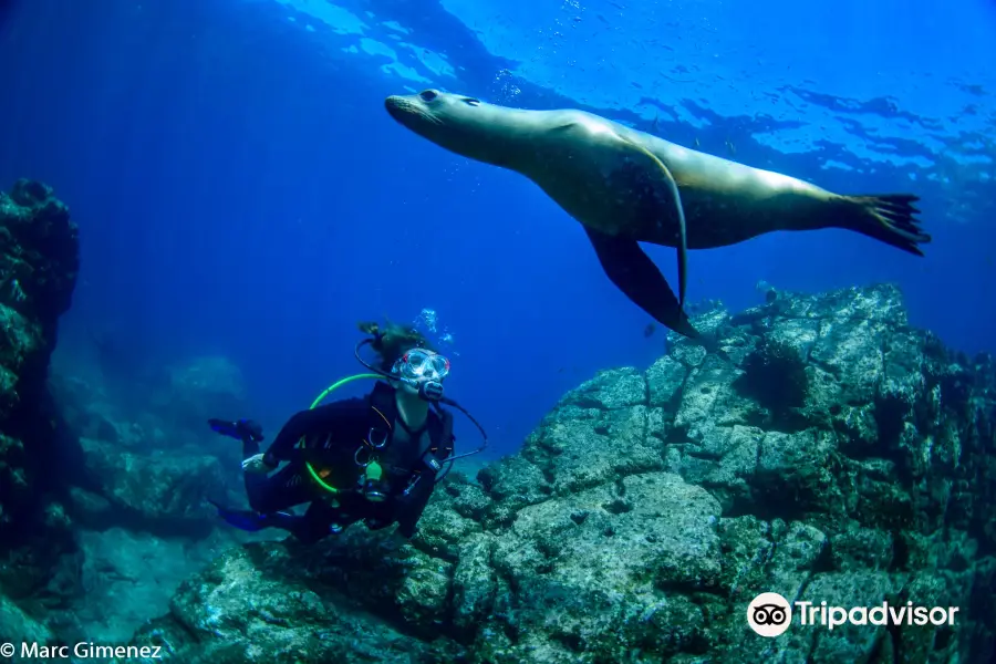 Buceo Carey