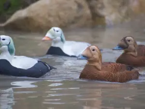 WWT Arundel