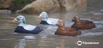WWT Arundel