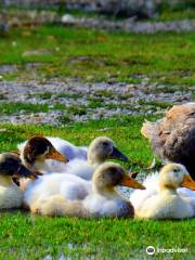 Thematic Park Antalya Discover