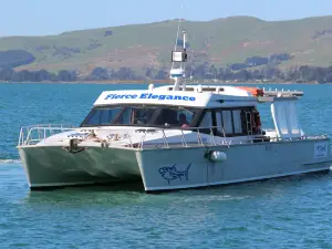 Shark Dive New Zealand