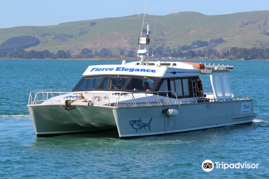 Shark Dive New Zealand