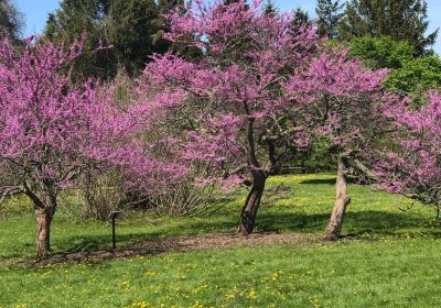 University of Guelph Arboretum