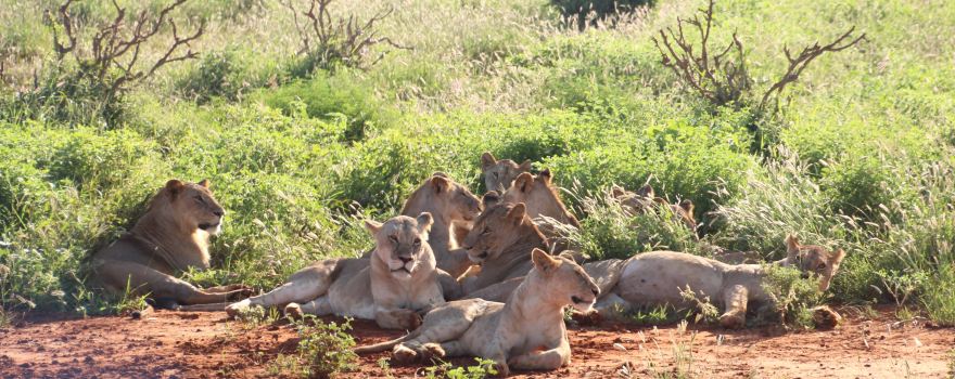 Afrika Pearl Safari Adventure