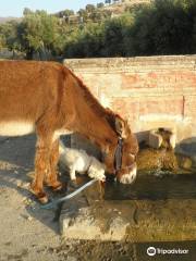 Agia Marina Donkey Sanctuary