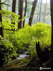 Catamount State Forest