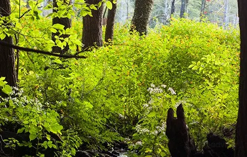 Catamount State Forest