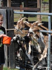 Two by Two Petting Zoo