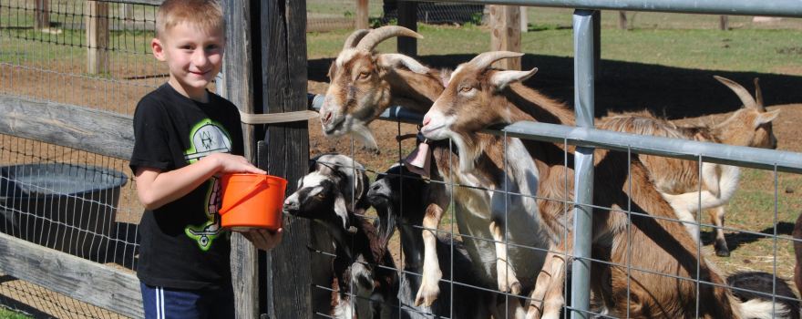 Two by Two Petting Zoo