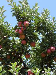 MacQueen Orchards & Farm Market