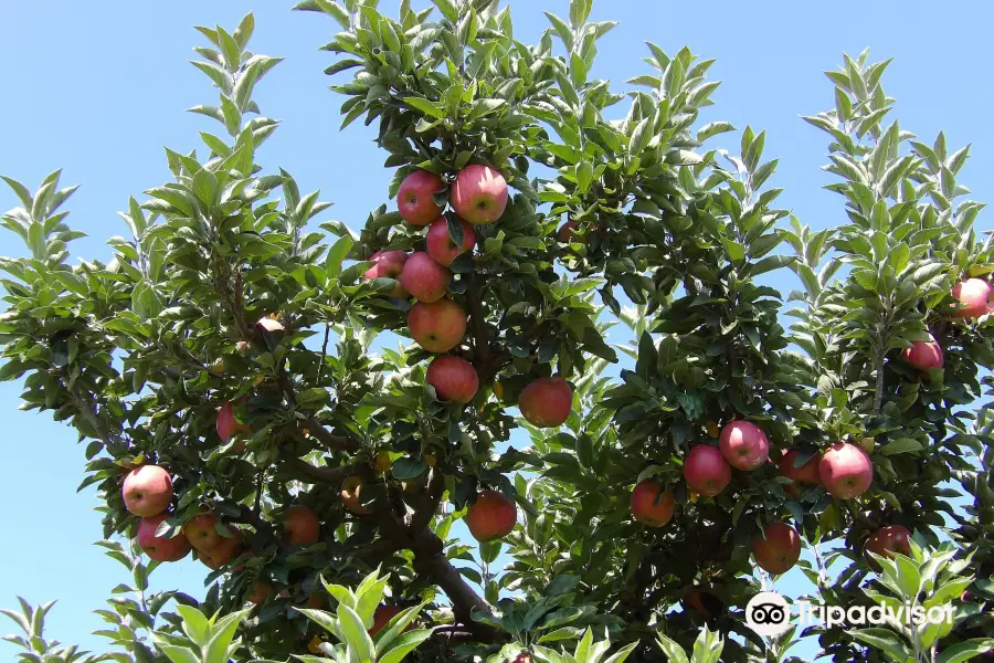 MacQueen Orchards