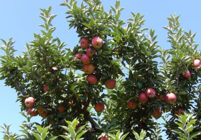 MacQueen Orchards & Farm Market