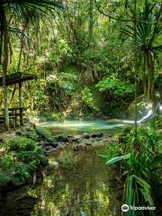 Colo-I-Suva Forest Park