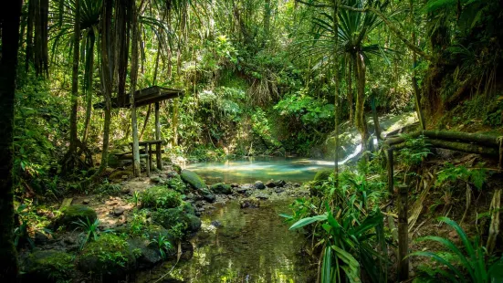 Colo-I-Suva Forest Park