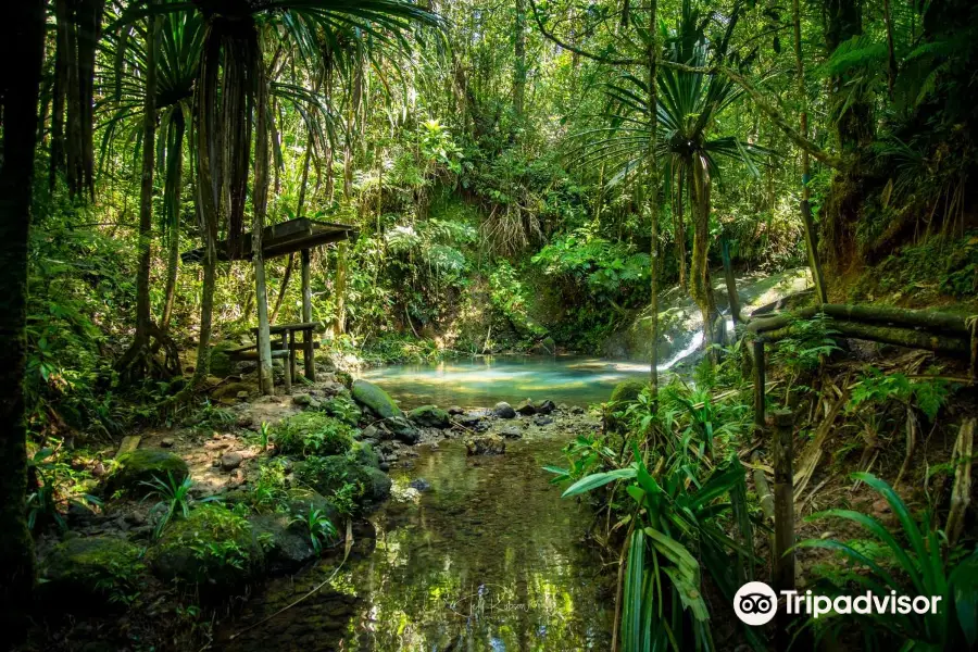 Colo-I-Suva Forest Park