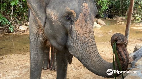 Samui Elephant Spa