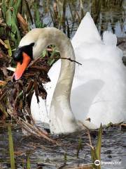 Hampton Court Park (Home Park)