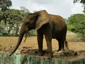 Zoo d'Abidjan