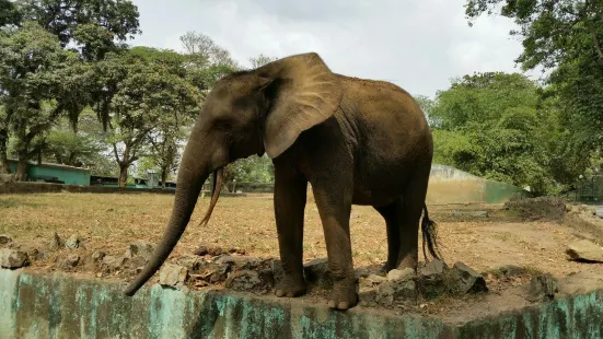 阿比讓動物園