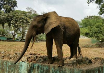 Zoo d'Abidjan