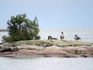 Gaddesanna