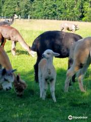 Cotswold Alpacas