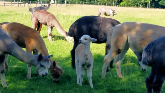 Cotswold Alpacas