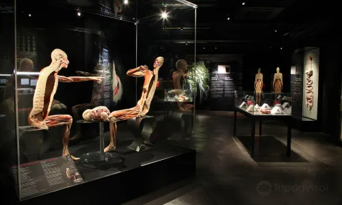 BODY WORLDS Amsterdam